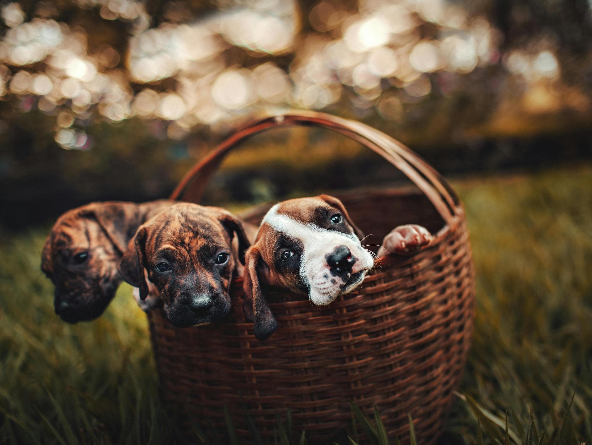 Dog & Cat Vets in Powell
