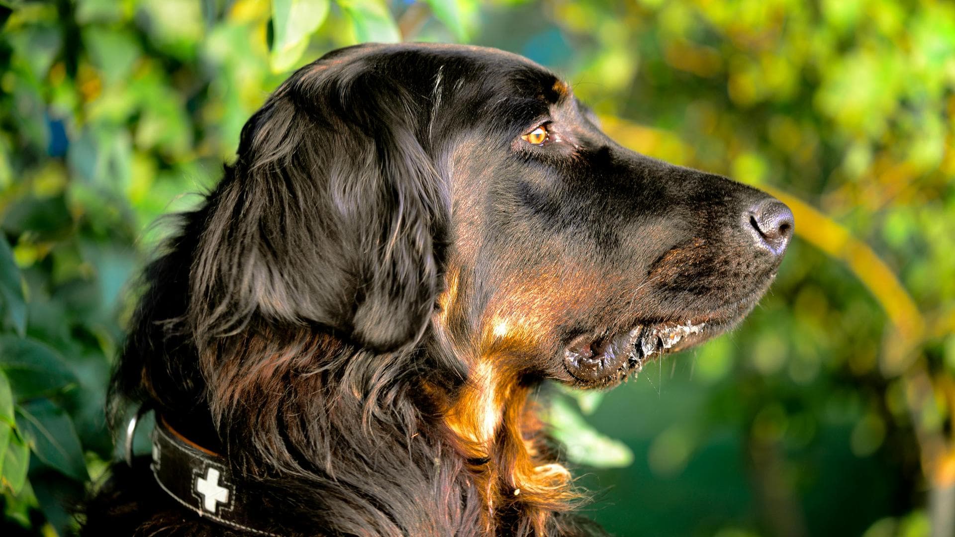Dog & Cat Vets in Pine Bluffs