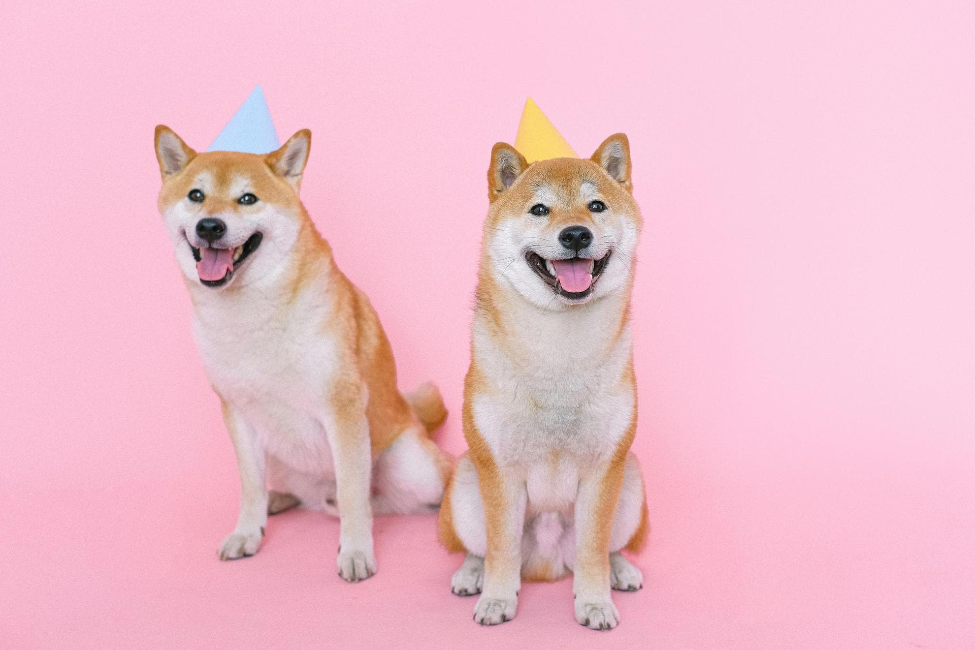 Dog & Cat Vets in Buffalo